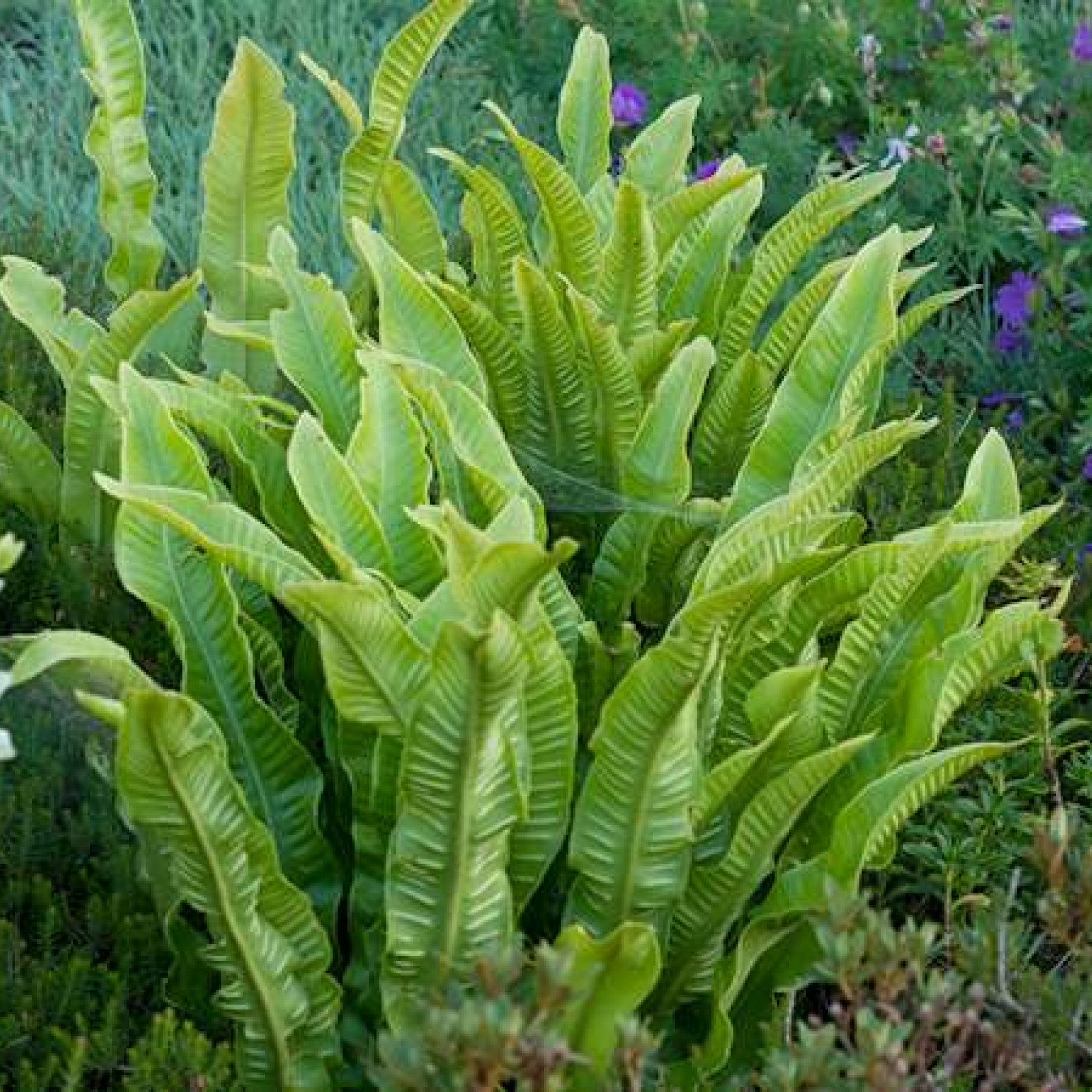 Asplenium scolopendrium - Rasadnik „Jelena”