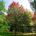 Acer rubrum "October Glory"