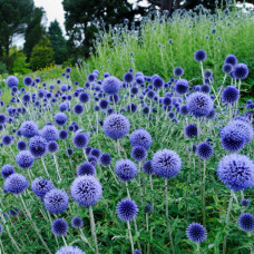 Echinops ritro