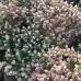 Sedum dasyphyllum