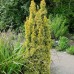 Taxus baccata "Fastigiata Aurea"