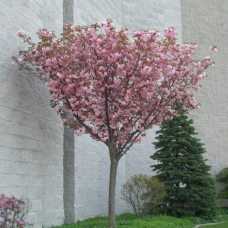 Prunus serrulata "Kanzan" Prunus serrulata "Kanzan"
