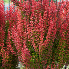 Berberis thunbergii "Orange Rocket"