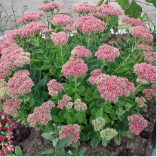 SEDUM HERSTFREUDE