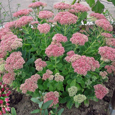 SEDUM HERSTFREUDE