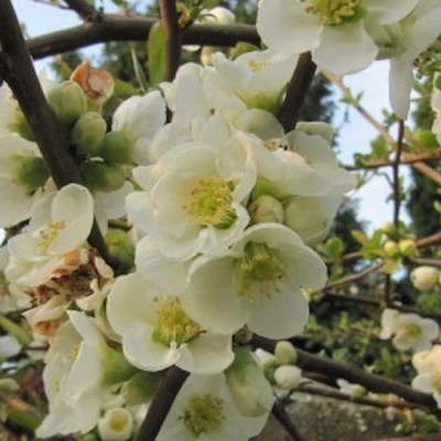 Chaenomeles speciosa "Nivalis" Chaenomeles speciosa "Nivalis"