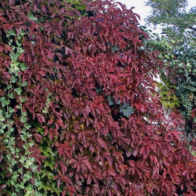 Parthenocissus Quinquefolia