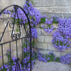 CAMPANULA PORTENSCHLAGIANA