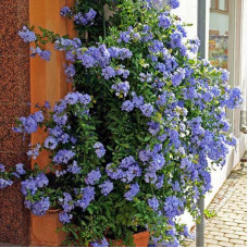 Plumbago