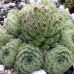 Sempervivum " Ciliosum"