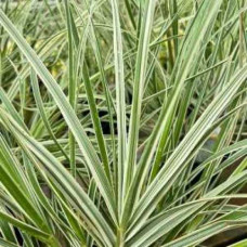 Cortaderia Sell.Mini Silverpampas - Srebrna Pampas Trava