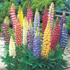 Lupinus polyphyullus