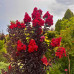 Lagerstroemia “Black Diamond” Lagerstroemia “Black Diamond”
