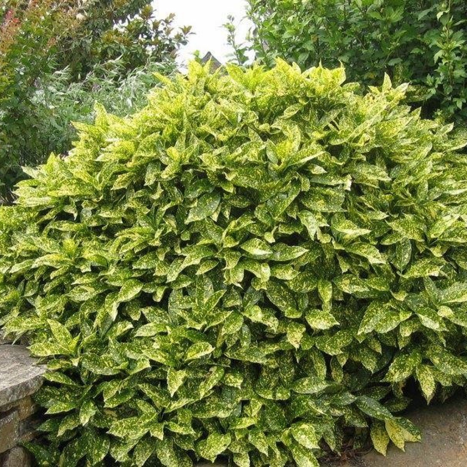 AUCUBA JAPONICA VARIEGATA Rasadnik Jelena AUCUBA JAPONICA VARIEGATA Rasadnik Jelena