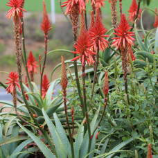 Aloe arborescens