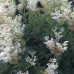 Filipendula ulmaria