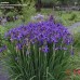 Iris sibirica