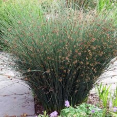 Juncus patens