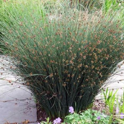 Juncus patens