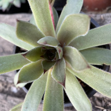 Sempervivum 56