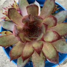 Sempervivum 42