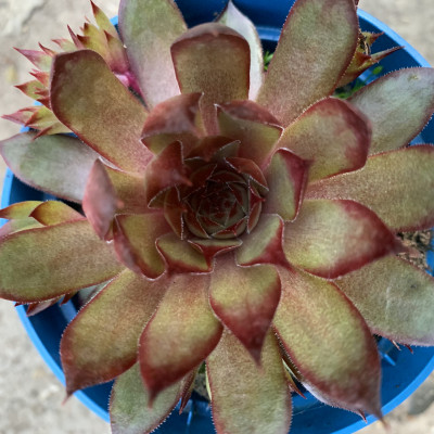 Sempervivum 42