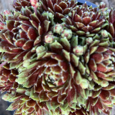 Sempervivum 58