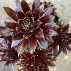 Sempervivum 47