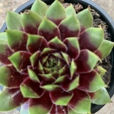 Sempervivum 45