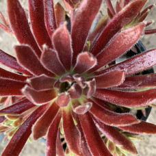 Sempervivum 50