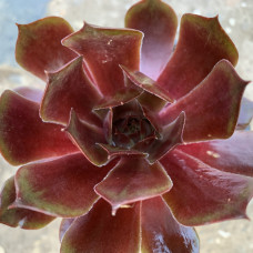 Sempervivum 55