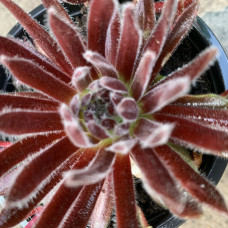 Sempervivum 49