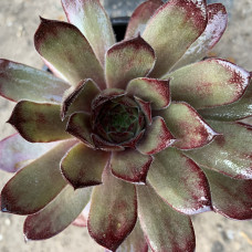 Sempervivum 52