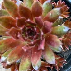 Sempervivum 46