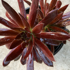 Sempervivum 43