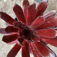Sempervivum 51