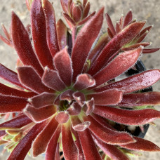 Sempervivum 59