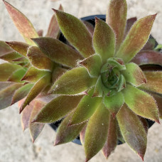 Sempervivum 44