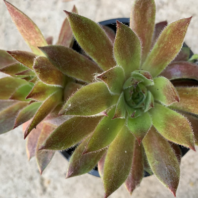 Sempervivum 44