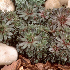Sempervivum "Beaty"