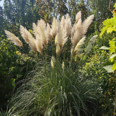 Pampas trava