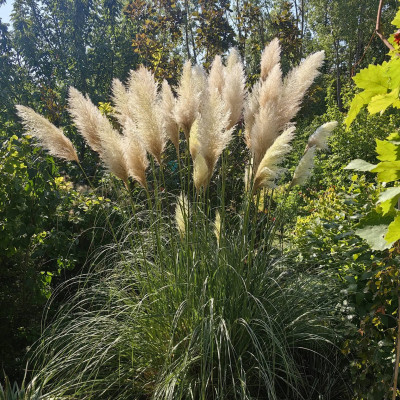 Pampas trava