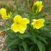 OENOTHERA FRUTICOSA