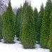 Thuja Smaragd