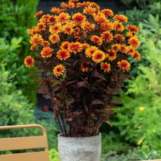 Heliopsis  helianthoides "Funky Spinner"