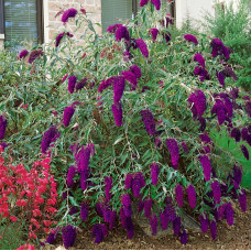 Buddleia davidii "Nanho Purple"