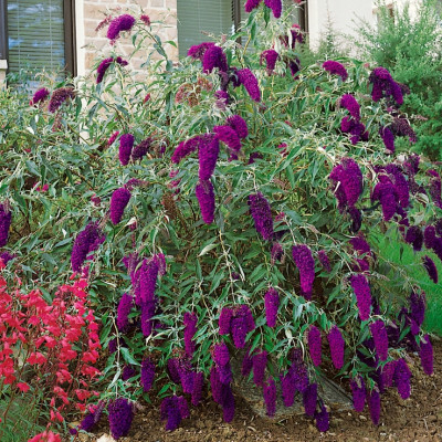 Buddleia davidii "Nanho Purple"