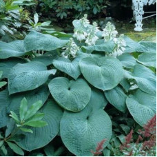 Hosta "Big Daddy"