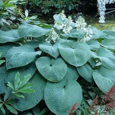 Hosta "Big Daddy"