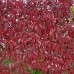 Parthenocissus Quinquefolia